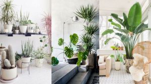 decoraciÃ³n de interiores con plantas