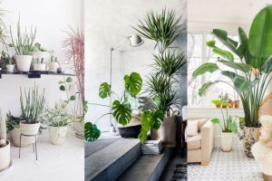 decoraciÃ³n de interiores con plantas